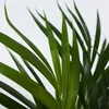 Goldfruchtpalme - 2 Stk - Dypsis lutescens - Höhe 60-70cm - Produktbild-Vorschau 3