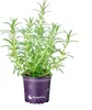 Rosmarin winterhart `Blue Winter` Produktbild-Vorschau 1