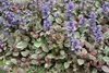 Stauden Gänge 10 x Ajuga reptans ‚Burgundy Glow' - Produktbild-Vorschau 7