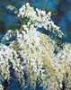 Wisteria floribunda, glicynia japońska, 60-100 cm Podgląd zdjęcia produktu 14