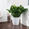 LECHUZA-Pot de plantes CLASSICO Color 60 Blanc | Pot de Voir les images du produit 4