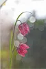 ARTland Wandbild, selbstklebend Schachbrettblume Größe: Produktbild-Vorschau 1