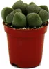 Pleiospilos nelii - Živý kameň - Živá žula - v kvetináči Náhľad obrázku produktu 3