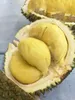 Durian (Durio zibethinus)  – 1 wykiełkowane nasiono Podgląd zdjęcia produktu 5