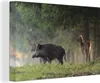 MuchoWow® - Leinwandbilder - Wildschwein - Rotwild - Wald, Produktbild-Vorschau 1