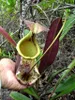 Nepenthes rafflesiana (pianta carnivora)  - 10 semi Anteprima dell’immagine prodotto 2