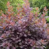 2 x  Arbuste à perruque  - Cotinus dummeri « Grace »  | Voir les images du produit 2