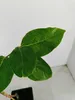 Diospyros kaki 'Fau Fau', Sharonfrucht, 2 Liter Topf, 90cm Produktbild-Vorschau 5