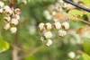 Vaccinium vitis-idaea, Preiselbeere, immergrün, ca. 9x9 cm Produktbild-Vorschau 3
