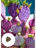 Semena Opuntia Santarita - balení 5 ks - Semena kaktusu - Náhled obrázku produktu 1