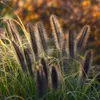 Stauden Gänge 1 x Pennisetum alopecuroides 'Black Beauty' Produktbild-Vorschau 5