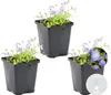 Bloomique - Zestaw 3 szt. - Mazus Reptans - Rośliny do Podgląd zdjęcia produktu 2
