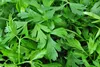 SAFLAX - BIO - kerblík - Anthriscus cerefolium - 800 Semena Náhled obrázku produktu 5