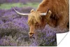 MuchoWow® Poster Schottisches Hochlandrind - Lavendel - Produktbild-Vorschau 1