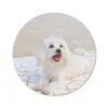 MuchoWow® Mauspad Mousepad Ein Malteser Hund liegt auf Produktbild-Vorschau 1