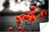 MuchoWow® Poster Rote Mohnblumen vor schwarzem und weißem Produktbild-Vorschau 1