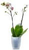 elho brussels Orchidee Hoch 12,5cm Übertopf - transparent Produktbild-Vorschau 11