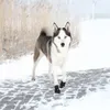 TRIXIE Pfotenschutz Walker Active Produktbild-Vorschau 3