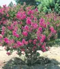 BALDUR Garten Flieder des Südens, 1 Pflanze, Lagerstroemia Produktbild-Vorschau 3