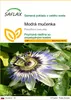 SAFLAX - Modrá mučenka - Passiflora caerulea - 25 Semená Náhľad obrázku produktu 1