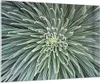 Bilder auf glas - Einteilig - Agave Grün Pflanze - 100x70cm Produktbild-Vorschau 1