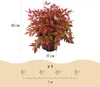 Nandina Blush Pink - Dunkelrosa - Immergrün - Pflegeleicht Produktbild-Vorschau 3