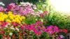 Blumenerde COMPLETE - 5l - Universell - Hochwertig - Ideal Produktbild-Vorschau 6