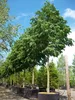 A row of potted trees in a nursery or garden center. Produktbild-Vorschau