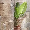 Alokasie - 2 Stk - Alocasia 'Odora' - Höhe 55-75cm - ⌀17cm Produktbild-Vorschau 4