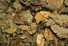 HUGRO NT Walnussblätter getrocknet | Ergänzungsfuttermittel Produktbild-Vorschau 2