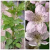 A split image showing a blackberry plant with leaves and flowers. Produktbild-Vorschau