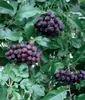 Obstpflanzensetzling Vogelbeerbaum Likjornaja im Produktbild-Vorschau 1
