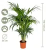 Howea Forsteriana, Kentia Palme, Zimmerpflanze, 120-130 cm, Produktbild-Vorschau 7