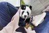 MuchoWow® Handyhülle Schutzhülle Hülle für iPhone 12 Panda Produktbild-Vorschau 3