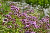 SAFLAX Anzucht Set - BIO - Oregano - Origanum heracleoticum Produktbild-Vorschau 5