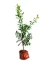 Albero di mandarino, circa 60 cm – Citrus reticulata – Anteprima dell’immagine prodotto 5