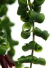 Lippenstiftpflanze - Schamblume - Aeschynanthus 'Rasta' - Produktbild-Vorschau 3