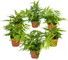 Bloomique - 6er Set - Farne Winterhart für Garten - Produktbild-Vorschau 1