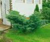 Juniperus pfitzeriana 'Mint Julep', Wacholder, grün, 15–20 Produktbild-Vorschau 7