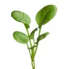 Buzzy Microgreens Japanischer Tatsoi Samen - Ca. 1 gr | Produktbild-Vorschau 6