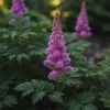Bloomique - Zestaw 6 sztuk - Astilbe Chinensis Pumila - Podgląd zdjęcia produktu 2