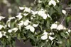 Cornus kousa 'Satomi', Japanischer Blumen-Hartriegel, rosa Produktbild-Vorschau 6