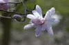 Magnolia stellata 'Rosea', Sternmagnolie, rosa Blüten, Produktbild-Vorschau 10
