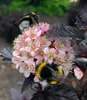 BALDUR Garten 1x Physocarpus Fasanenspiere 'Panther®', Produktbild-Vorschau 3