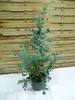 [Palmenlager] Eukalyptus Gunni "Blue Ice" 100 cm - Topf 23 Produktbild-Vorschau 1