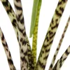 Alocasia zebrina – Tiger Arrow Leaf – Topf 14 cm – Höhe Produktbild-Vorschau 3