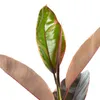 Gummibaum - pflegeleichte Zimmerpflanze, Ficus elastica Produktbild-Vorschau 2