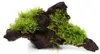 Aquarium Pflanze Vesicularia montagnei Christmas auf Wurzel Produktbild-Vorschau 2