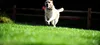 A yellow dog is running across a grassy field with a red ball in its mouth. A wooden fence is visible in the background. Produktbild-Vorschau
