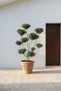 Ilex crenata Glorie Gem - Gartenbonsai 110-120 cm | Ilex Produktbild-Vorschau 2